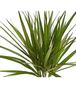 Drachenbaum - Dracaena Marginata -Compo Verkaufsgeschäft 8221335 WE DE 001 DrachenbaumDracaenaMarginataStammT11DehnerExpressHerzig