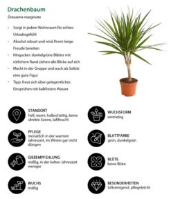 Zimmerpflanzen-Set Drachenhöhle, 4-teilig -Compo Verkaufsgeschäft 8221335 WE IG 001 DrachenbaumDracaenaMarginataStammT11DehnerExpressHerzig