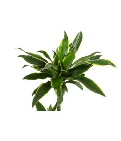 Drachenbaum - Dracaena Fragrans Var. Stedneri 'Golden Coast' -Compo Verkaufsgeschäft 8221681 WE DE 001 DracaenaDeremensisGoldDreamZweitriebigT19