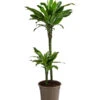 Drachenbaum - Dracaena Fragrans Var. Stedneri 'Golden Coast'