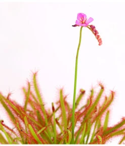 Kap-Sonnentau - Drosera Capensis -Compo Verkaufsgeschäft 8223042 WE DE 002 DroseraCapensisT9DehnerExpressHerzig