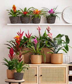 Vriesea - Bromelia Cultivars, Verschiedene Sorten -Compo Verkaufsgeschäft 8223315 WE MO 001 Bromelien