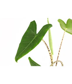 Pfeilblatt - Alocasia Zebrina -Compo Verkaufsgeschäft 8223521 PR DE 001 AlocasiaZebrinaT15DehnerExpressHerzig