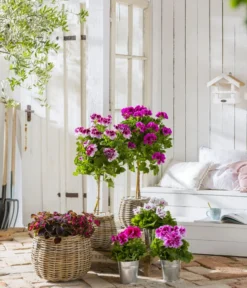 Edelgeranie, Stämmchen -Compo Verkaufsgeschäft 8223943 WE MO 001 Edelgeranie2021GC04