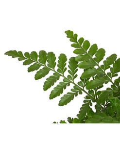 Streifenfarn - Asplenium Dimorphum 'Parvati' -Compo Verkaufsgeschäft 8224198 PR DE 001 AspleniumParvatiT12DehnerExpressHerzig