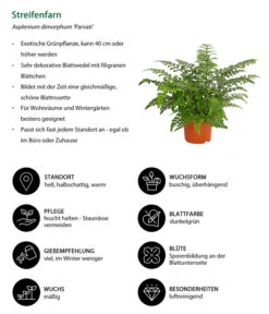 Streifenfarn - Asplenium Dimorphum 'Parvati' -Compo Verkaufsgeschäft 8224198 WE IG 001 AspleniumParvatiT12DehnerExpressHerzig