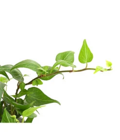 Efeu - Hedera Helix, Grünlaubig -Compo Verkaufsgeschäft 8224248 WE DE 001 EfeuGruenT9DehnerExpressHerzig