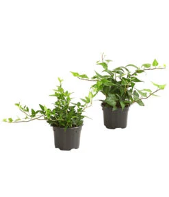 Efeu - Hedera Helix, Grünlaubig