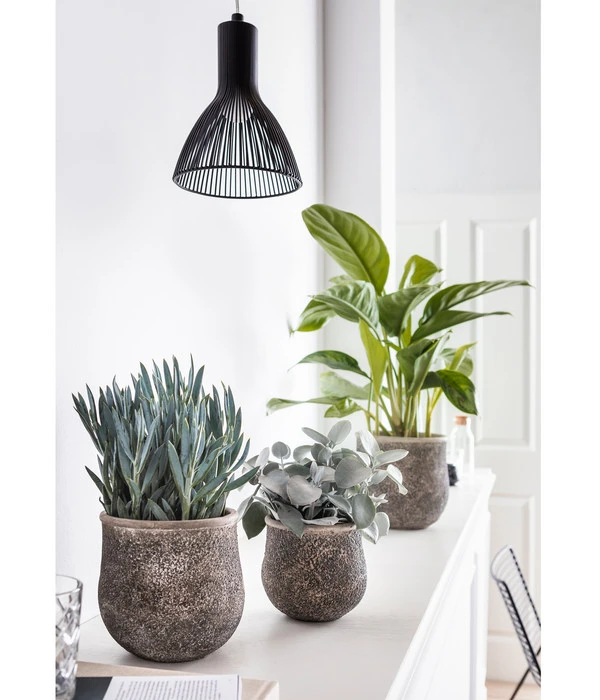 Kolbenfaden - Aglaonema Commutatum 'Silverbay' – Bild 3