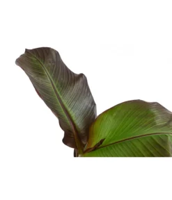 Rote Zierbanane 'Maurelii' -Compo Verkaufsgeschäft 8224982 WE DE 001 EnseteVentricosumMaurelliT14