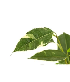 Birkenfeige - Ficus Benjamina 'Twilight' -Compo Verkaufsgeschäft 8227225 PR DE 001 FicusBenjaminiTwilightT17DehnerExpressHerzig