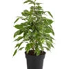 Birkenfeige - Ficus Benjamina 'Twilight'