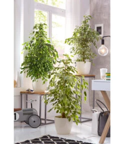Birkenfeige - Ficus Benjamina 'Reginald' -Compo Verkaufsgeschäft 8227563 WE 002 FicusBenjaminaUveSauer
