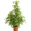 Birkenfeige - Ficus Benjamina 'Reginald'