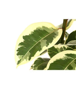 Gummibaum - Ficus Elastica, Verschiedene Sorten -Compo Verkaufsgeschäft 8228603 PR DE 001 FicusElastica3erTuffT27panaschiertDehnerExpressHerzig