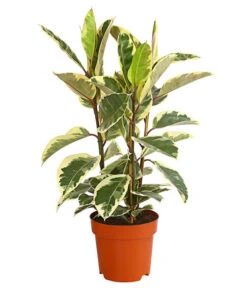 Gummibaum - Ficus Elastica, Verschiedene Sorten -Compo Verkaufsgeschäft 8228603 PR FS 001 FicusElastica3erTuffT27panaschiertDehnerExpressHerzig