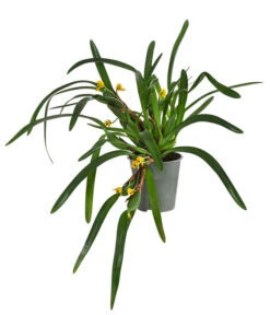 Orchidee - Maxillaria Variabilis