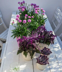 Samtpflanze - Gynura Aurantiaca -Compo Verkaufsgeschäft 8232928 WE MO 001 SamtpflanzeGrasnelkeDreameria