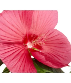 Sumpf-Roseneibisch -Compo Verkaufsgeschäft 8233520 PR DE 001 HibiskusHibiscusMoscheutusT23SumpfeibischMagentaRotDehnerExpressZS