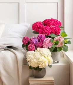 Hortensie - Hydrangea Macrophylla -Compo Verkaufsgeschäft 8233751 8233777 8233918 8234965 4480091 4450722 4450714 WE MO 002 HortensieHydrangeaMacrophylla 1