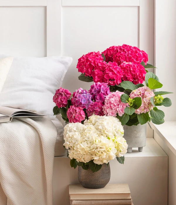 Hortensie - Hydrangea Macrophylla – Bild 5