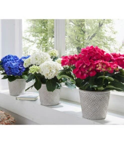 Hortensie - Hydrangea Macrophylla -Compo Verkaufsgeschäft 8233751 8234965 8233777 WE MO 003 HortensienHydrangeamacrophyllaHortensieWeissBlauRot