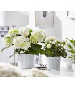 Hortensie - Hydrangea Macrophylla -Compo Verkaufsgeschäft 8233777 8265209 8233769 PR MO 001 EinblattSpathiphyllumRosenRoseInfinityHortensieHydrangeadehnerFruehblueher1403UveSauer