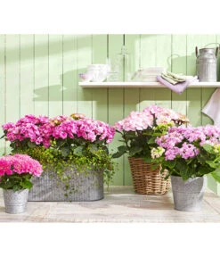 Hortensie 'Schloss Zuschendorf' -Compo Verkaufsgeschäft 8233801 8233918 8695884 8236705 WE MO 001 HortensienRosa HortensieYouandMe HortensieSchlossZuschendorf