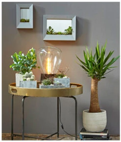 Goldtüpfelfarn - Phlebodium Aureum 'Blue Star' -Compo Verkaufsgeschäft 8235236 PR MO 001 SukkulentenBild2 8253551 3266335 2149649