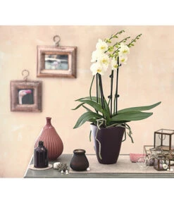 Schmetterlingsorchidee - Phalaenopsis Cultivars 'Multiflora' -Compo Verkaufsgeschäft 8236242 PR MO 001 Phalaenopsis5 6TrieberDehnerExpressHerzig