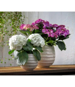 Hortensie - Hydrangea Macrophylla 'Tiffany' -Compo Verkaufsgeschäft 8236648 WE MO 013 8233744 HydrangeamacrophyllaHortensieTiffanyHortensieMidi