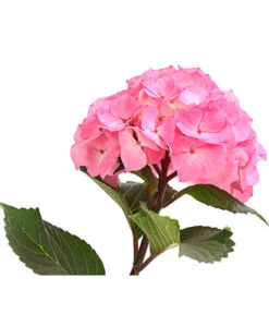 Hortensie 'Schloss Zuschendorf' -Compo Verkaufsgeschäft 8236705 WE DE 001 HortensieHydrangeaMacrophyllaSchlossZuschendorfT14OWDehnerExpressHerzig