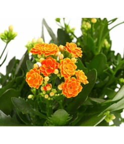 Flammendes Käthchen - Kalanchoe Blossfeldiana, Gefüllt -Compo Verkaufsgeschäft 8240541 WE DE 001 FlammendesKaethchenKalanchoeOrangeGefuelltT13OWDehnerExpressHerzig