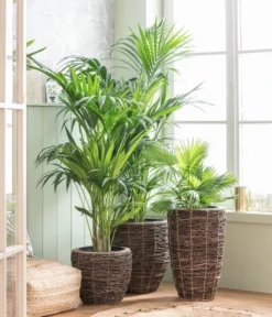 Titelseite -Compo Verkaufsgeschäft 8240764 WE MO 001 Howea