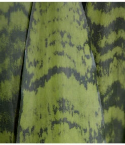 Bogenhanf - Sansevieria Zeylanica -Compo Verkaufsgeschäft 8241176 PR DE 001 SansevierieSansevieriaZeylanicaT21DehnerExpressZS