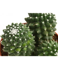 Warzenkaktus - Mammilaria, Verschiedene Sorten -Compo Verkaufsgeschäft 8242190 PR DE 001 MammillariaT10 5DehnerExpressHerzig