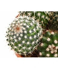 Warzenkaktus - Mammilaria, Verschiedene Sorten -Compo Verkaufsgeschäft 8242190 PR DE 002 MammillariaT10 5DehnerExpressHerzig