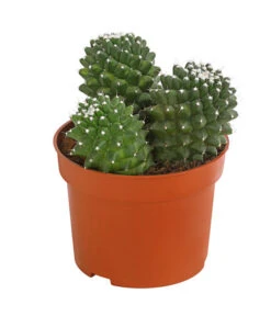 Warzenkaktus - Mammilaria, Verschiedene Sorten -Compo Verkaufsgeschäft 8242190 PR FS 001 MammillariaT10 5DehnerExpressHerzig