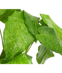 Korbmarante - Calathea Mosaica -Compo Verkaufsgeschäft 8242844 PR DE 001 CalatheaMosaicaT14DehnerExpressHerzig