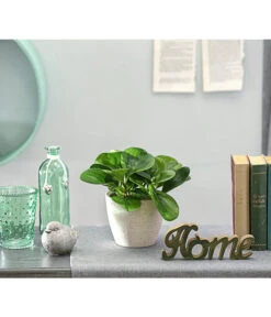 Peperomie - Peperomia Obtusifolia 'Lime' -Compo Verkaufsgeschäft 8243057 PR MO 001 PeperomiaOptusifoliaDehnerExpressHerzig