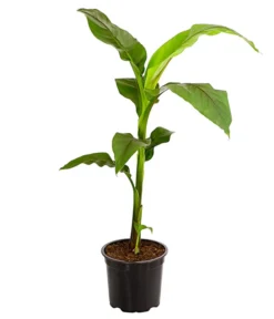 Japanische Faserbanane - Musa Basjoo