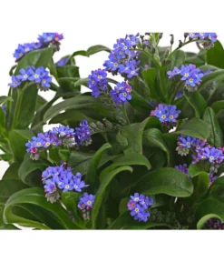 Vergissmeinnicht -Compo Verkaufsgeschäft 8244501 PR DE 001 MyosotisSylvaticaVergissmeinnichtT11DehnerHerzig