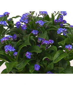 Beet- & Balkonpflanzen-Set Bunter Frühling, 6-teilig -Compo Verkaufsgeschäft 8244501 WE DE 003 VergissmeinnichtMyosotisSylvaticaT11