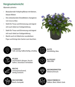 Vergissmeinnicht -Compo Verkaufsgeschäft 8244501 WE IG 001 Vergissmeinnicht