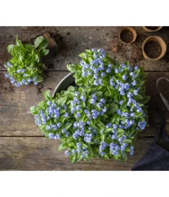 Vergissmeinnicht -Compo Verkaufsgeschäft 8244501 WE MO 001 MyosotisSylvaticaVergissmeinnichtT11blauGC2021