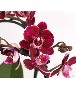 Midi Schmetterlingsorchidee - Phalaenopsis Cultivars, Zweitriebig, Verschiedene Sorten -Compo Verkaufsgeschäft 8245052 PR DE 001 PhalaenposisHybrideT9DehnerExpressHerzig