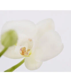 Midi Schmetterlingsorchidee - Phalaenopsis Cultivars, Zweitriebig, Verschiedene Sorten -Compo Verkaufsgeschäft 8245052 PR DE 001 PhalaenposisHybrideT9MidiOrchideeDehnerExpressZS