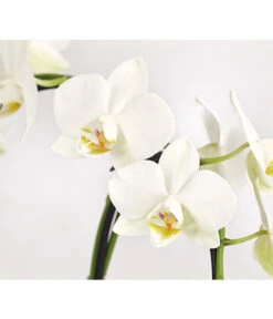 Midi Schmetterlingsorchidee - Phalaenopsis Cultivars, Zweitriebig, Verschiedene Sorten -Compo Verkaufsgeschäft 8245052 PR DE 002 PhalaenposisHybrideT9DehnerExpressHerzig