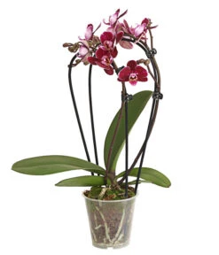 Midi Schmetterlingsorchidee - Phalaenopsis Cultivars, Zweitriebig, Verschiedene Sorten -Compo Verkaufsgeschäft 8245052 PR FS 001 PhalaenposisHybrideT9DehnerExpressHerzig