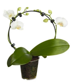 Midi Schmetterlingsorchidee - Phalaenopsis Cultivars, Zweitriebig, Verschiedene Sorten -Compo Verkaufsgeschäft 8245052 PR FS 001 PhalaenposisHybrideT9MidiOrchideeDehnerExpressZS
